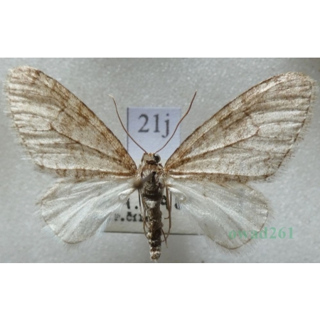 Trichopteryx carpinata (Borkhausen, 1794) Płatynka grabówka Czech21j